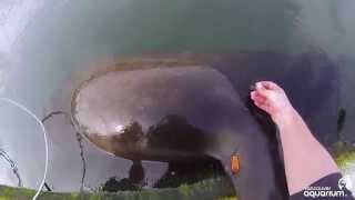 Sea lion with deep wound cut free from garbage [upl. by Tnahsarp]