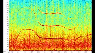 Stenella longirostris golfinho rotador espectrograma das emissões acústicas [upl. by Igor]