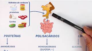 GLUCÓLISIS paso a paso Bioquímica [upl. by Arotal]