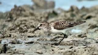 Bécasseau semipalmé semipalmated sandpiper calidris pusilla Marco Island Floride avril 2024 [upl. by Claiborn522]