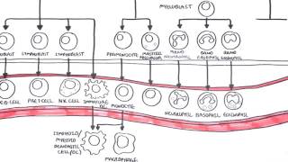 An introduction to Haematopoesis [upl. by Odnomor220]