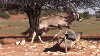 Monster Oryx Bowhunt  Namibia [upl. by Eteragram]