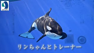 【名古屋港水族館】シャチのリン [upl. by Feltie647]