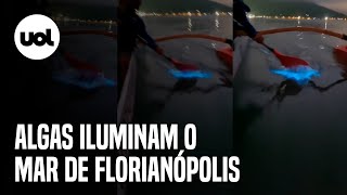 Luminosidade criada por algas é flagrada por remadores no mar de Florianópolis veja vídeo [upl. by Primrosa]