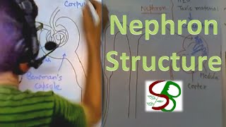 Nephron structure [upl. by Nortal]