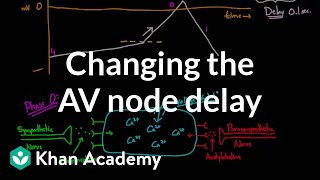 Changing the AV node delay  chronotropic effect  NCLEXRN  Khan Academy [upl. by Prady]