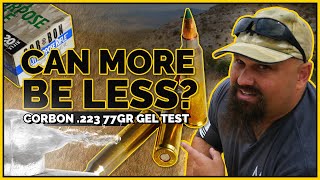 Can More Be Less CORBON 223 77gr MPR TMK 20quot Barrel Gel Test [upl. by Hgielyk]