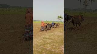 The beauty of the village is agriculture villagelife shortvideo [upl. by Navi411]