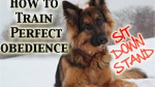 How To Teach Any Dog PERFECT Obedience SitDownStand [upl. by Atisor]