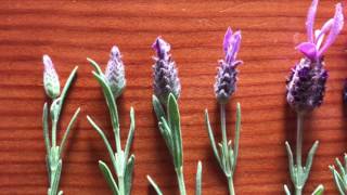 Spanish Lavender Lavandula stoechas Lamiaceae [upl. by Aile]