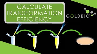 How to Calculate Transformation Efficiency [upl. by Atsira]