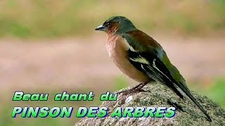 PINSON des ARBRES beau et qui chante bien   Chant doiseau [upl. by Raffaello]