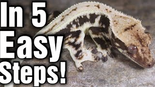 Crested Gecko Care Guide 2022 [upl. by Esiole699]