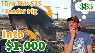 How to Turn a 75 Feeder Pig Into A 1000 Hog [upl. by Sukhum]