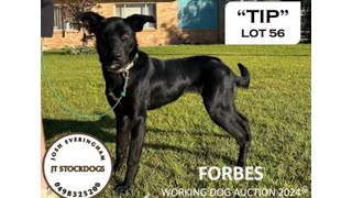 “Tip” 2024 Forbes Working Dog Auction [upl. by Kane771]