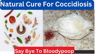 Unbelievable Discover Natural Coccidiosis Treatment to Keep Your Chickens Healthy [upl. by Varipapa]