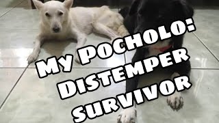 How my dog survive from distemper virus [upl. by Pelligrini]