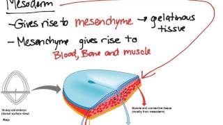 Embryonic Tissues [upl. by Sondra]