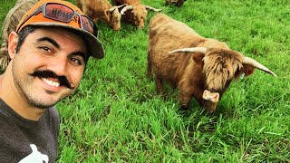 WHY I WANT TO GET ONE OF THESE Visiting a Highland Cattle Farm [upl. by Motteo650]