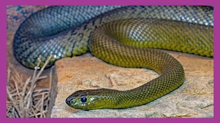 Inland Taipan Snake That Changes With The Seasons [upl. by Iridissa]