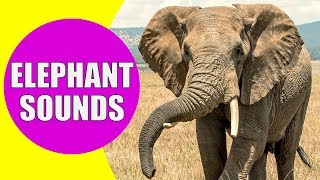 ELEPHANT SOUNDS FOR KIDS  Learn Trumpeting Rumbling and Roaring Sound Effects of Elephants [upl. by Kirat]