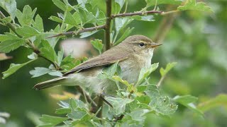 Chiffchaff Song and Contact Call [upl. by Seaman]