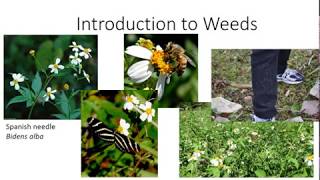 Introduction to Weeds [upl. by Ecyle684]