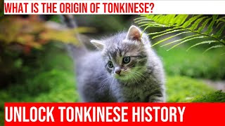 Exploring the History of the Tonkinese Cat Breed [upl. by Halyak]