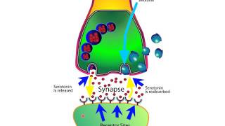 How SSRIs and SNRIs Work For Anxiety [upl. by Gut]