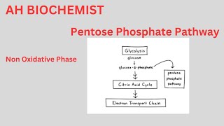 Pentose Phosphate PathwayHexose Monophosphate ShuntClass 11biology HMP ShuntOxidative Phase [upl. by French]