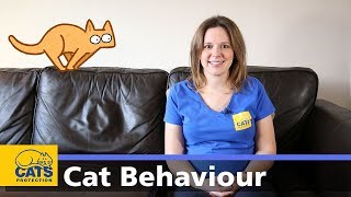 🐱 Introduction to cat behaviour  Cats Protection behaviour guides [upl. by Delmar479]