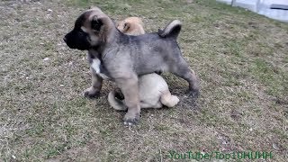 Kangal Turkish Kangal Puppies [upl. by Magas]