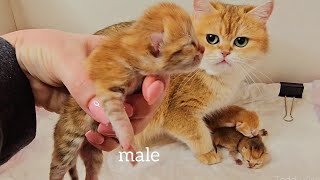 😻 Newborn Kittens  Day 2  Bassys Three Tiny Babies [upl. by Naicul]