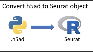 Convert h5ad anndata to a Seurat singlecell R object [upl. by Salmon]