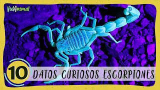 10 DATOS SORPRENDENTES de los ESCORPIONES [upl. by Akili765]