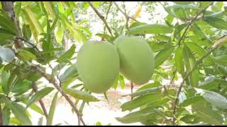 Natural Mango  Organic Mango  Banganapalli Mango Ripening  Mango ripening method mango ripening [upl. by Harty]