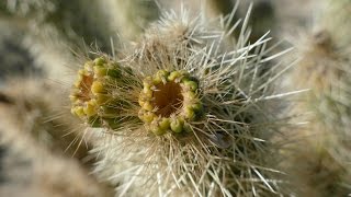 Jumping Cholla Cacti Opuntia bigelovii [upl. by Nuahsal]