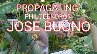 PROPAGATING PHILODENDRON JOSE BUONO [upl. by Calendre]