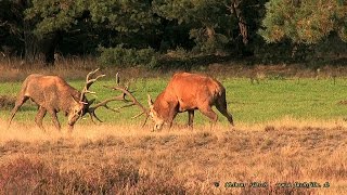 2015 09 25 Fight of harts  Kampf der Rothirsche [upl. by Eigna]