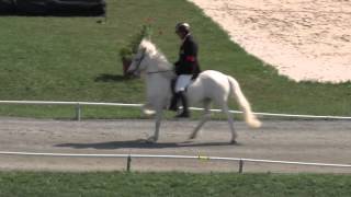 T1 Tölt BFinal WC Icelandic Horses  IslandpferdeWM VM Islandshästar 2013 [upl. by Aietal]