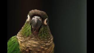 A Green Cheek Conure Medley [upl. by Uolyram]