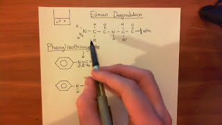 Protein sequencing  Edman Degradation Part 1 [upl. by Areek]