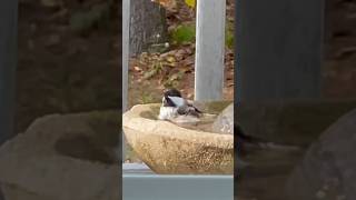 Chickadee in the Bath [upl. by Siol]