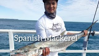 Hervey Bay Fishing Urangan Pier  Spanish Mackerel 13 kgs [upl. by Noivaz441]