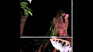 Archerfish target their prey with jets of water [upl. by Avi]