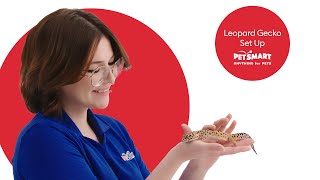 Setting Up Your Leopard Geckos Tank A Complete Guide [upl. by Jaynell785]