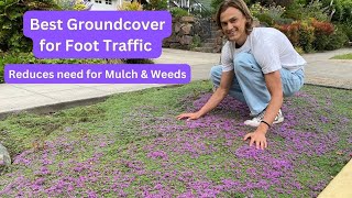 Great Groundcovers  Creeping Thyme UPDATE in 3rd Year Thymus amp How to Divide [upl. by Oinotna]