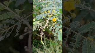 Gum Producing Plant Gum Arabia botanically called Acacia Nilotica belongs to Fabaceae Family botany [upl. by Novrej]