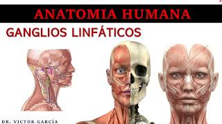 Ganglios Linfáticos  Anatomía Humana en Odontología [upl. by Patrizio]