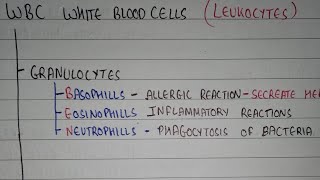 White blood cells classification  leukocytes classification  HAP1 [upl. by Edgerton]